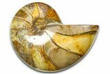 Polished Fossil Nautilus (Cymatoceras) - Madagascar #378974-1